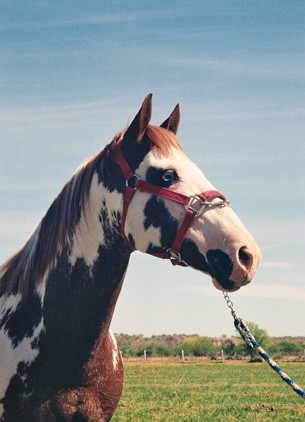 Fotografía titulada "horse" por Pinnini, Obra de arte original