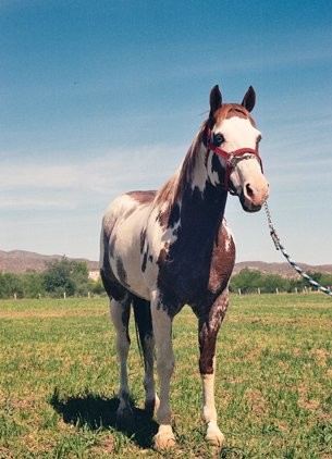 Fotografía titulada "horse" por Pinnini, Obra de arte original