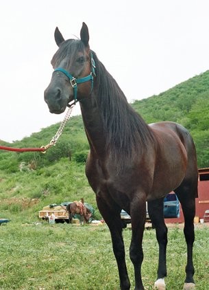 Fotografía titulada "horse" por Pinnini, Obra de arte original