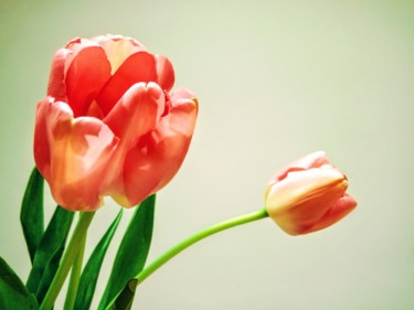 Photography titled "#Tulip#" by Pio30, Original Artwork