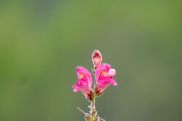 Fotografia intitolato "“Antirrhinum majus”" da Pio30, Opera d'arte originale