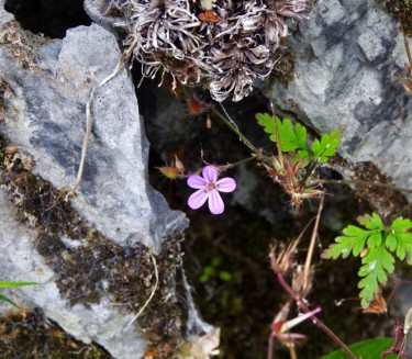 Fotografia zatytułowany „“Oxalis articulata”” autorstwa Pio30, Oryginalna praca, Fotografia cyfrowa