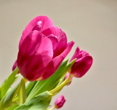 Photography titled "#Pink Tulip#" by Pio30, Original Artwork, Digital Photography