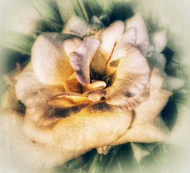 Photography titled "“Nameless Rose”" by Pio30, Original Artwork, Manipulated Photography
