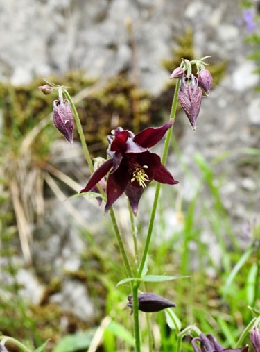 Photographie intitulée "“Campanula Selvatic…" par Pio30, Œuvre d'art originale, Photographie numérique