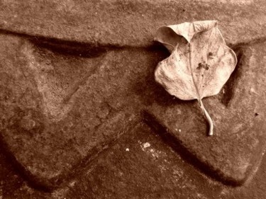 Fotografie mit dem Titel "Rose's leaf" von Andrea Pistoni, Original-Kunstwerk