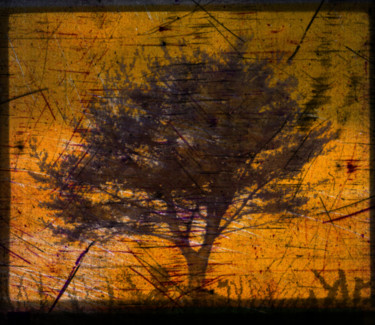Painting titled "ghost-tree.jpg" by Rob Jackson, Original Artwork