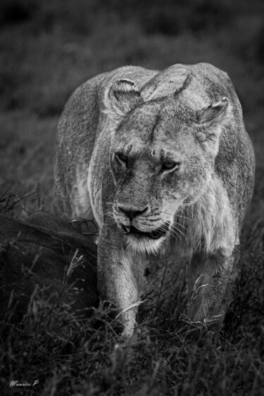 Fotografie getiteld "Safari" door Maurice Pricco, Origineel Kunstwerk, Digitale fotografie