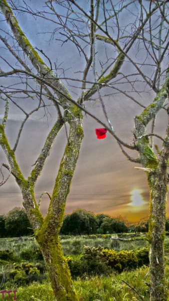 Fotografia intitulada "Uma Tulipa alone" por T T I, Obras de arte originais