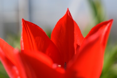 Fotografie getiteld "Tulpenkrone" door Poeta Immortalis, Origineel Kunstwerk, Niet gemanipuleerde fotografie