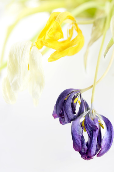 Photographie intitulée "Fleur №2.jpg" par Polina Jourdain-Kobycheva, Œuvre d'art originale