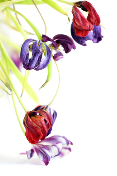 Fotografía titulada "Fleur №3.jpg" por Polina Jourdain-Kobycheva, Obra de arte original
