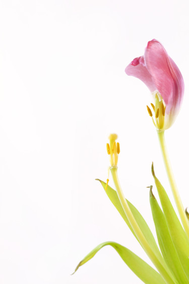 Фотография под названием "Fleur №5.jpg" - Polina Jourdain-Kobycheva, Подлинное произведение искусства