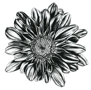 Drawing titled "B&W Chrysanthemum" by Polina Turgunova, Original Artwork, Ink