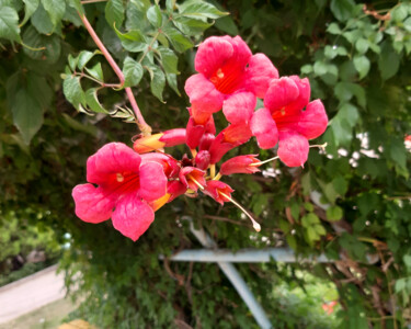 Fotografía titulada "Pink flowers" por Poly, Obra de arte original, Fotografía digital