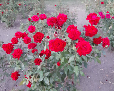Photographie intitulée "Flowers Roses" par Poly, Œuvre d'art originale, Photographie numérique