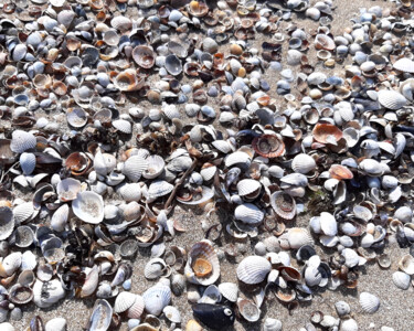 Фотография под названием "Seashells" - Poly, Подлинное произведение искусства, Цифровая фотография