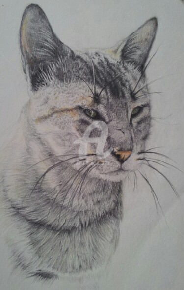 Dibujo titulada "Gato" por Pedro Portela, Obra de arte original, Lápiz