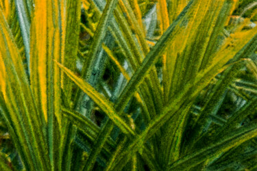 Digital Arts με τίτλο "Grass aber kein Wei…" από Sigrid Gombert, Αυθεντικά έργα τέχνης, Ψηφιακή ζωγραφική