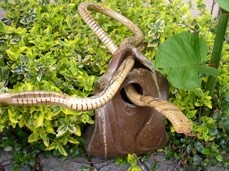 Sculpture titled "Serpents" by Johnluca, Original Artwork, Ceramics