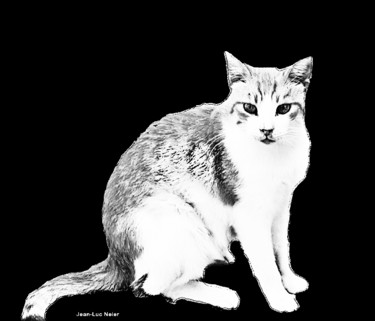 Photographie intitulée "Le Chat noir-blanc" par Johnluca, Œuvre d'art originale, Photographie numérique