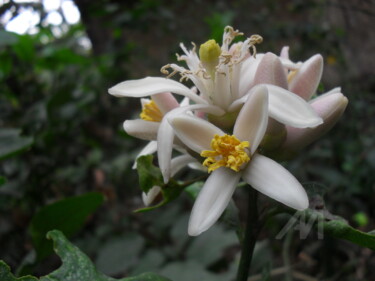 Fotografía titulada "Lemon Flower" por Prodip Kumar Sengupta, Obra de arte original, Fotografía digital