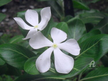 Photographie intitulée "Nayantara flower" par Prodip Kumar Sengupta, Œuvre d'art originale, Photographie numérique