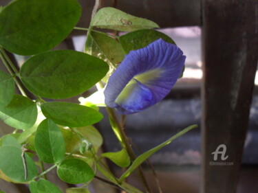 Photographie intitulée "Aparajita Flower" par Prodip Kumar Sengupta, Œuvre d'art originale, Photographie numérique