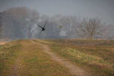 Fotografie mit dem Titel "Black Raven" von Dimitri Propp, Original-Kunstwerk, Digitale Fotografie
