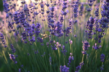 Fotografie mit dem Titel "Lavender flowers" von Dimitri Propp, Original-Kunstwerk, Digitale Fotografie