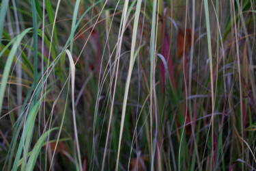 Photography titled "Grass" by Dimitri Propp, Original Artwork, Digital Photography