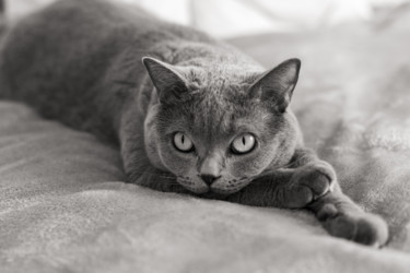 Fotografie mit dem Titel "Cat" von Dimitri Propp, Original-Kunstwerk, Digitale Fotografie