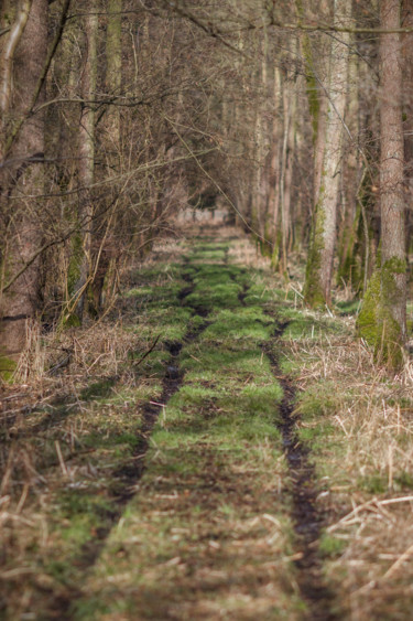 Fotografie mit dem Titel "Forest path" von Dimitri Propp, Original-Kunstwerk, Digitale Fotografie