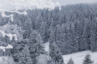 Fotografie mit dem Titel "Winter forest" von Dimitri Propp, Original-Kunstwerk, Digitale Fotografie