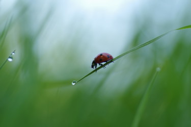 Fotografie getiteld "A ceux qui souffren…" door Pascal Adams, Origineel Kunstwerk