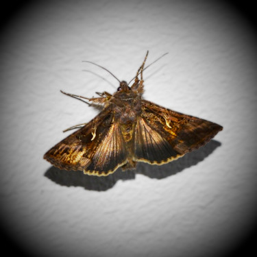 Photographie intitulée "Papillon" par Quentin Cayet, Œuvre d'art originale