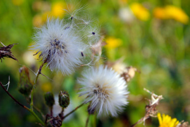 Photography titled "Fleurs des champs -…" by Quentin Cayet, Original Artwork