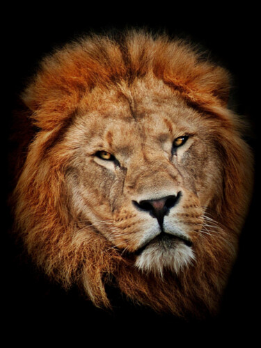 Фотография под названием "Lion 2" - R.W.Born, Подлинное произведение искусства, Цифровая фотография