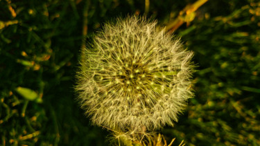 Photography titled "Dandelion with glis…" by Rahul, Original Artwork, Digital Photography