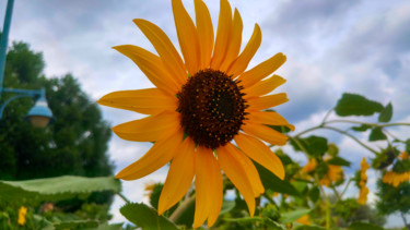 Photographie intitulée "Sunflower Bokeh" par Rahul, Œuvre d'art originale, Photographie numérique