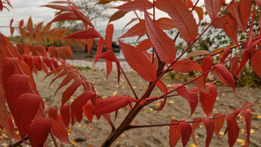 Fotografie getiteld "Red autumn fall lea…" door Rahul, Origineel Kunstwerk, Digitale fotografie