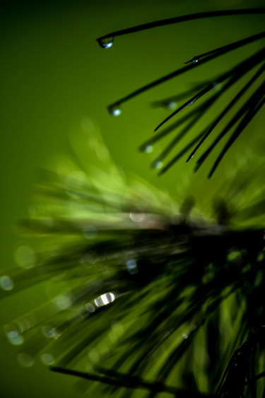 Fotografie getiteld "Verdure et lumière" door Rached Miladi (Le mutagraphe), Origineel Kunstwerk