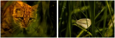 Diptyque... Le chat et le papillon. Photographie intitulée "Diptyque... Le chat…" par Rached Miladi (Le mutagraphe), Œuvre d'art originale,