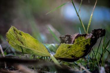 Photography titled "SWEET AUTOMN" by Rached Miladi (Le mutagraphe), Original Artwork, Non Manipulated Photography