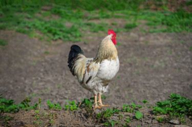 Фотография под названием "Variegated rooster…" - Art$Art, Подлинное произведение искусства, Не манипулируемая фотография