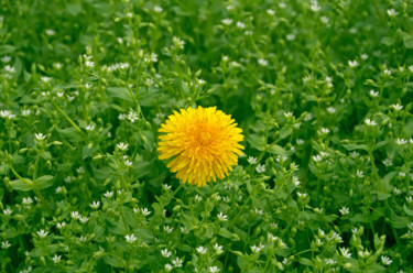 「Dandelion on lawn」というタイトルの写真撮影 Art$Artによって, オリジナルのアートワーク, 操作されていない写真