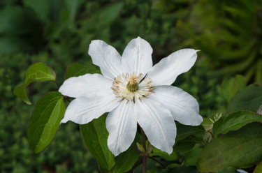 Fotografia zatytułowany „White flower” autorstwa Art$Art, Oryginalna praca, Fotografia nie manipulowana