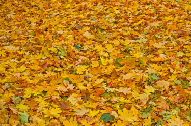 Фотография под названием "Autumn fallen leaves" - Art$Art, Подлинное произведение искусства, Цифровая фотография