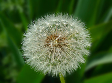 Photography titled "Fluffy dandelion cl…" by Art$Art, Original Artwork, Digital Photography