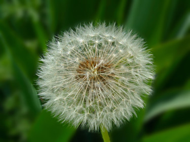 Fotografie getiteld "Fluffy dandelion cl…" door Art$Art, Origineel Kunstwerk, Digitale fotografie